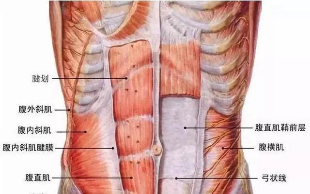 平板支撑能够练腹直肌吗,平板支撑每天练多久合适