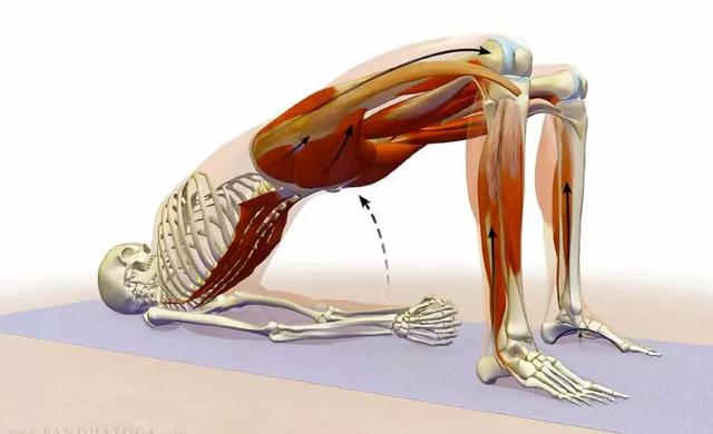 平板支撑能够练腹直肌吗,平板支撑每天练多久合适