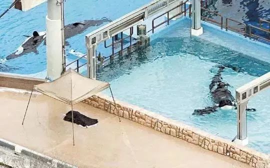 丧心病狂！每帧画面都在捅刀子，多少人忽视了这些人间惨剧…