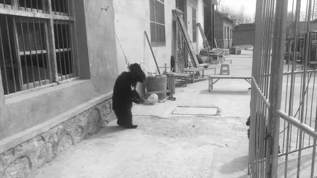 丧心病狂！每帧画面都在捅刀子，多少人忽视了这些人间惨剧…