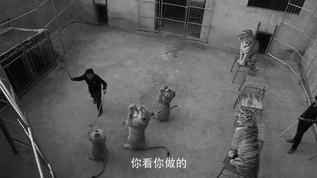 丧心病狂！每帧画面都在捅刀子，多少人忽视了这些人间惨剧…