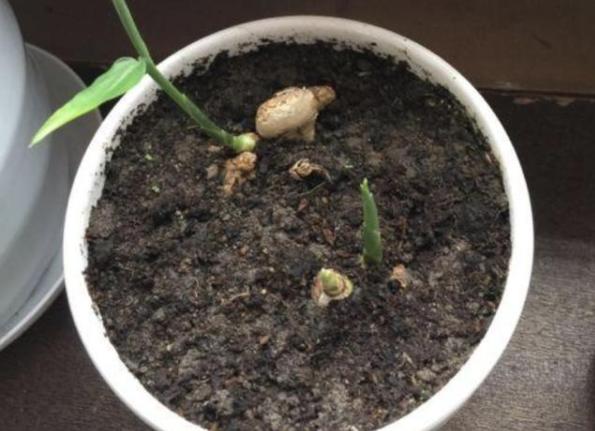 张大妈盆栽生姜，每隔30天摘一茬，吃3个月