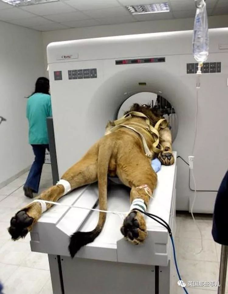 动物生病怎么做ct (动物生病做ct)