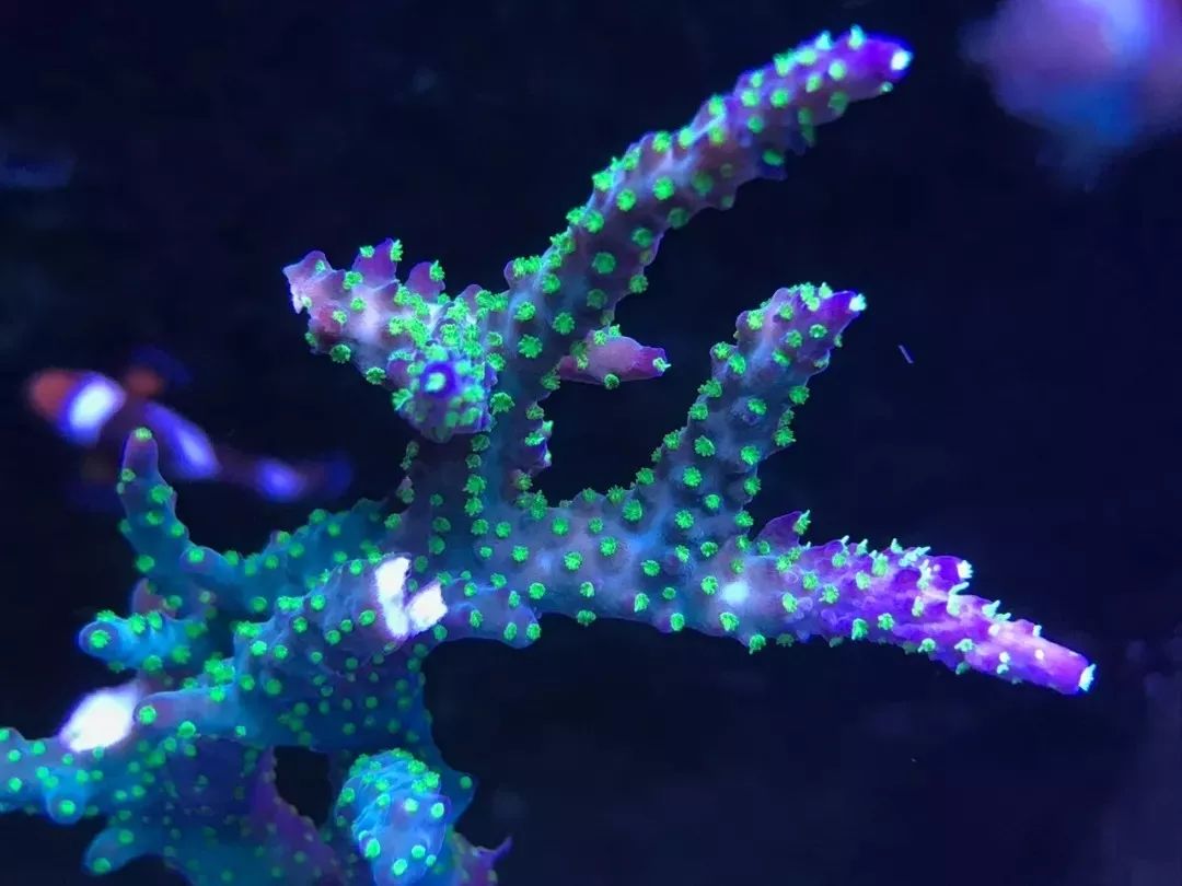 一周才打理一次的90骨缸，这状态我不信