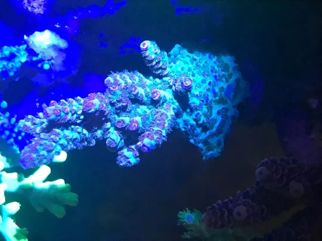 一周才打理一次的90骨缸，这状态我不信