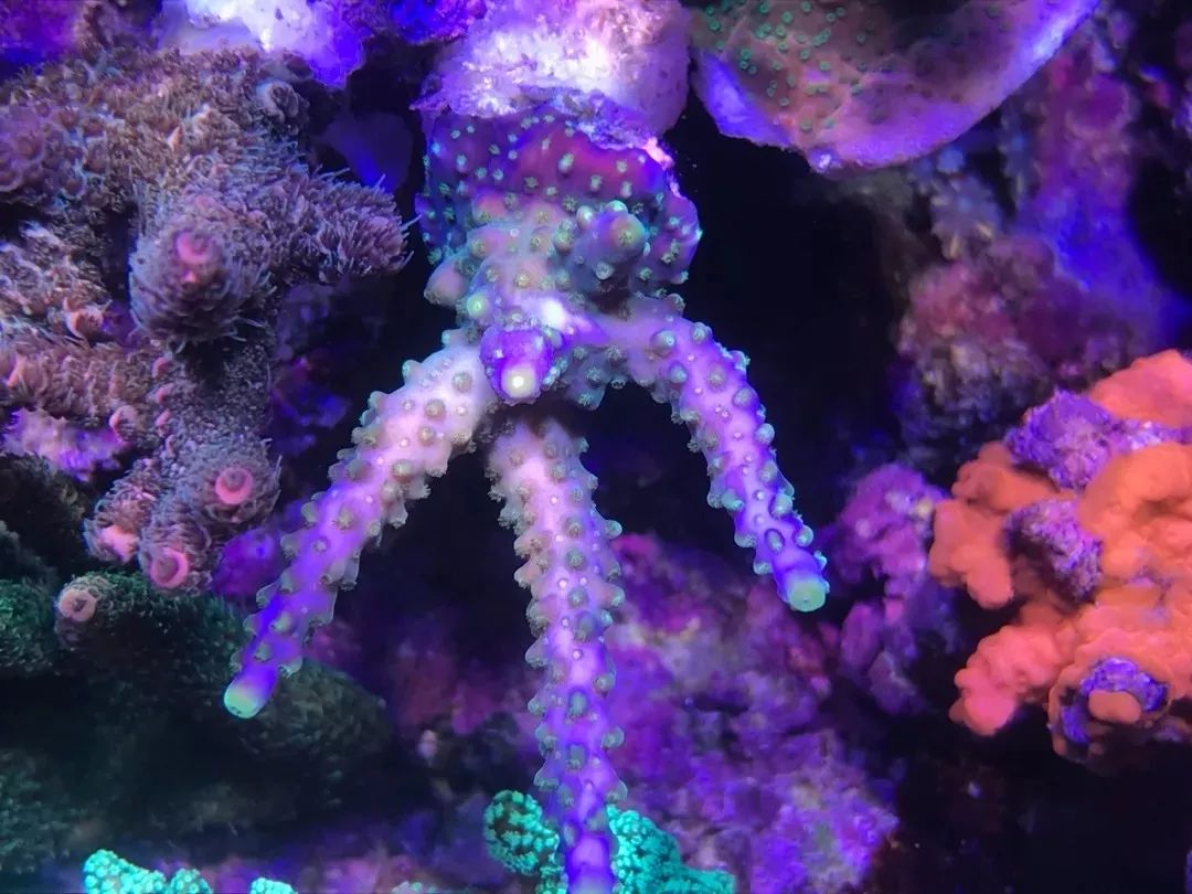 一周才打理一次的90骨缸，这状态我不信