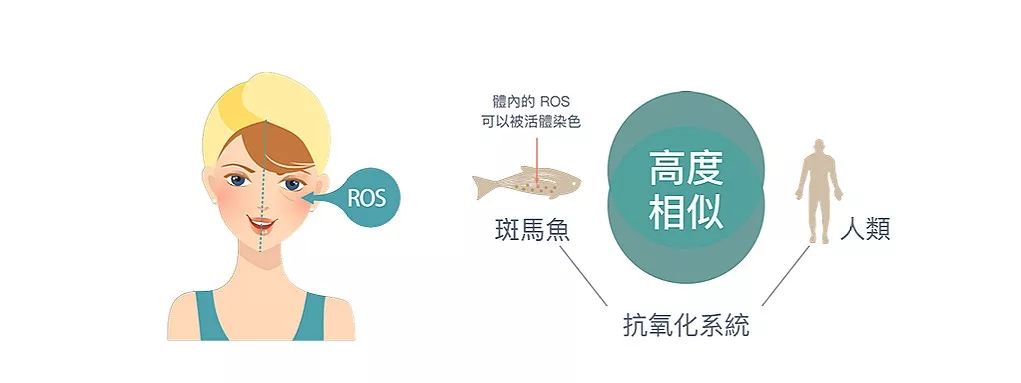 4成抗衰老眼霜抗衰老功效并不显著，同样功效的眼霜价格竟相差7倍？小鱼抗衰老眼霜绿鱼榜单为你揭晓