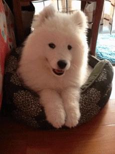 汪星人有哪些秘密,汪星人真实的秘密