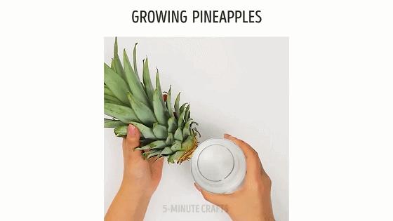 在家种菜，不用土不用肥，“一张纸”就搞定