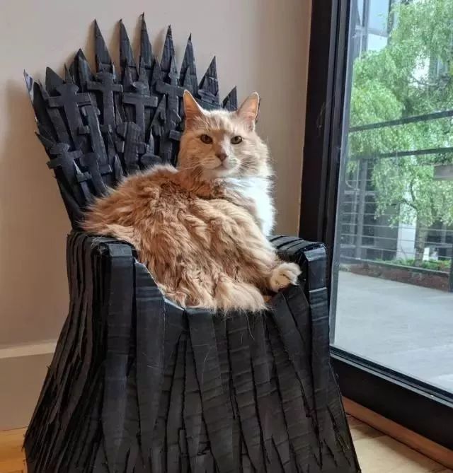 千万别养猫，来自万千网友的血泪控诉