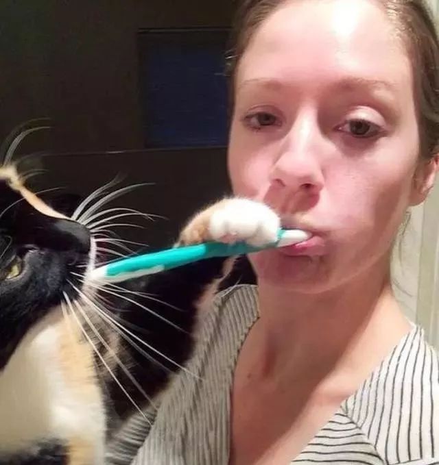 千万别养猫，来自万千网友的血泪控诉