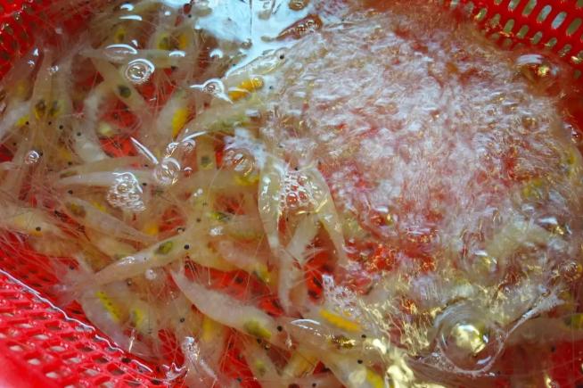 海鲜市场10元一只生蚝,海鲜生蚝一元一个