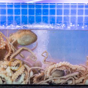 搬来个舟山「海鲜市场」！佛手、胭脂、大米鱼…你爱吃的海鲜从挑到做全get