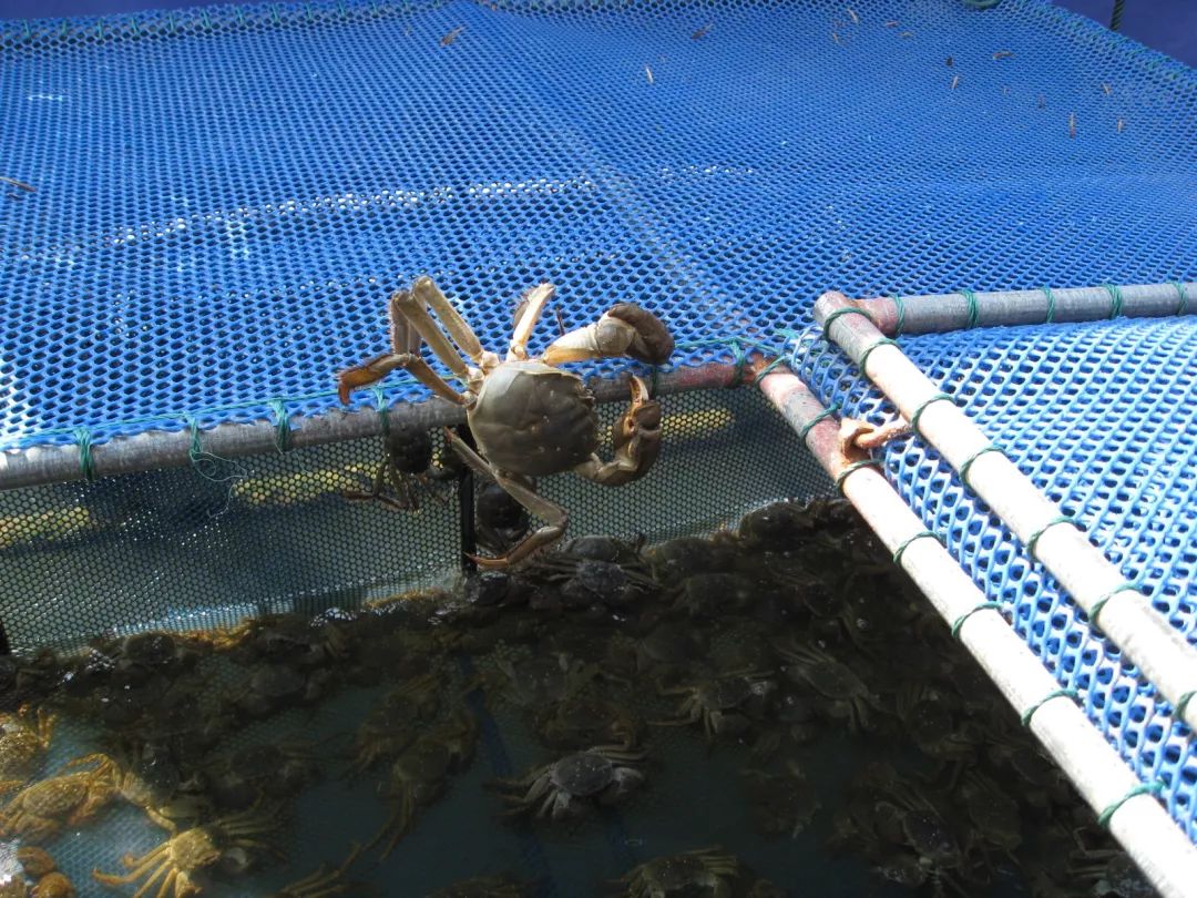 阳澄湖大闸蟹大部分是洗澡蟹吗,阳澄湖大闸蟹洗澡