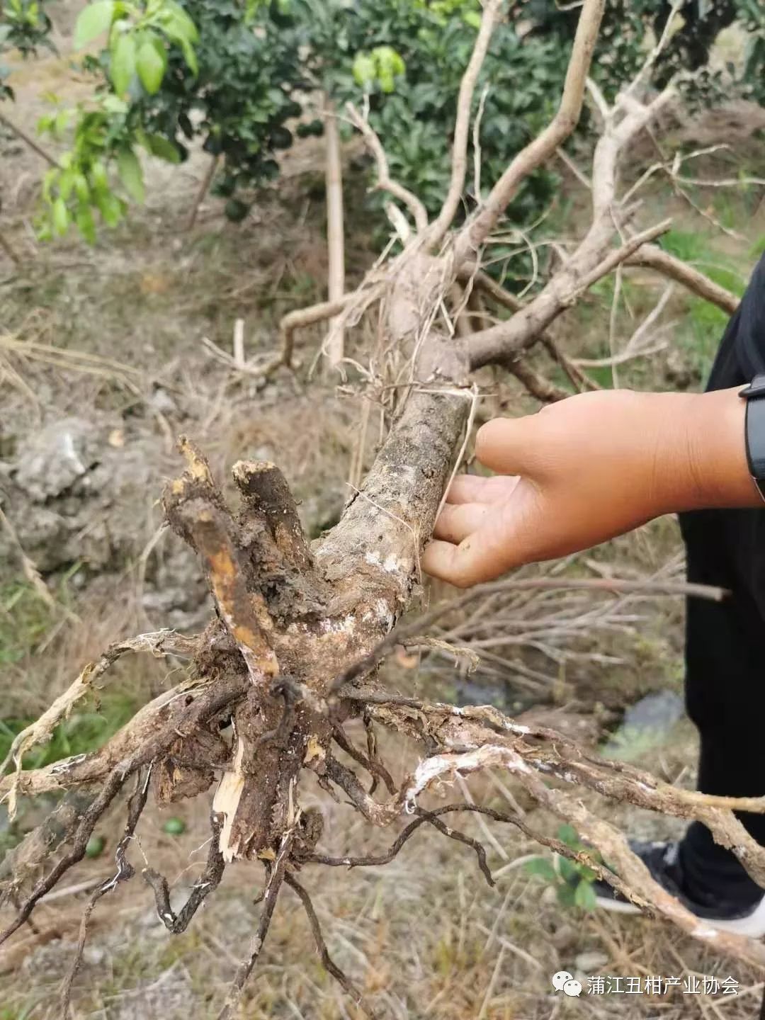 柑橘树干枯萎了还能救活吗,柑橘根部树干脱皮是什么原因
