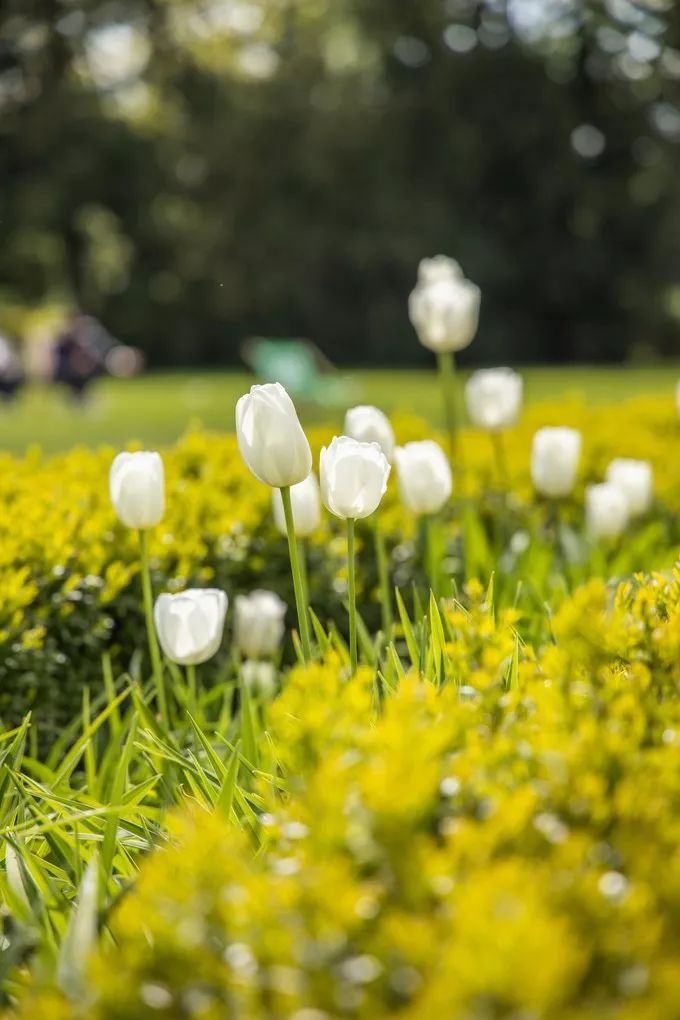 特邀合作伙伴|波兰华沙，不断上演的中国故事