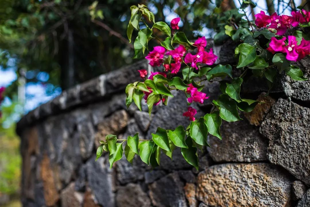 毛里求斯怎么玩攻略已写好,毛里求斯的基础知识