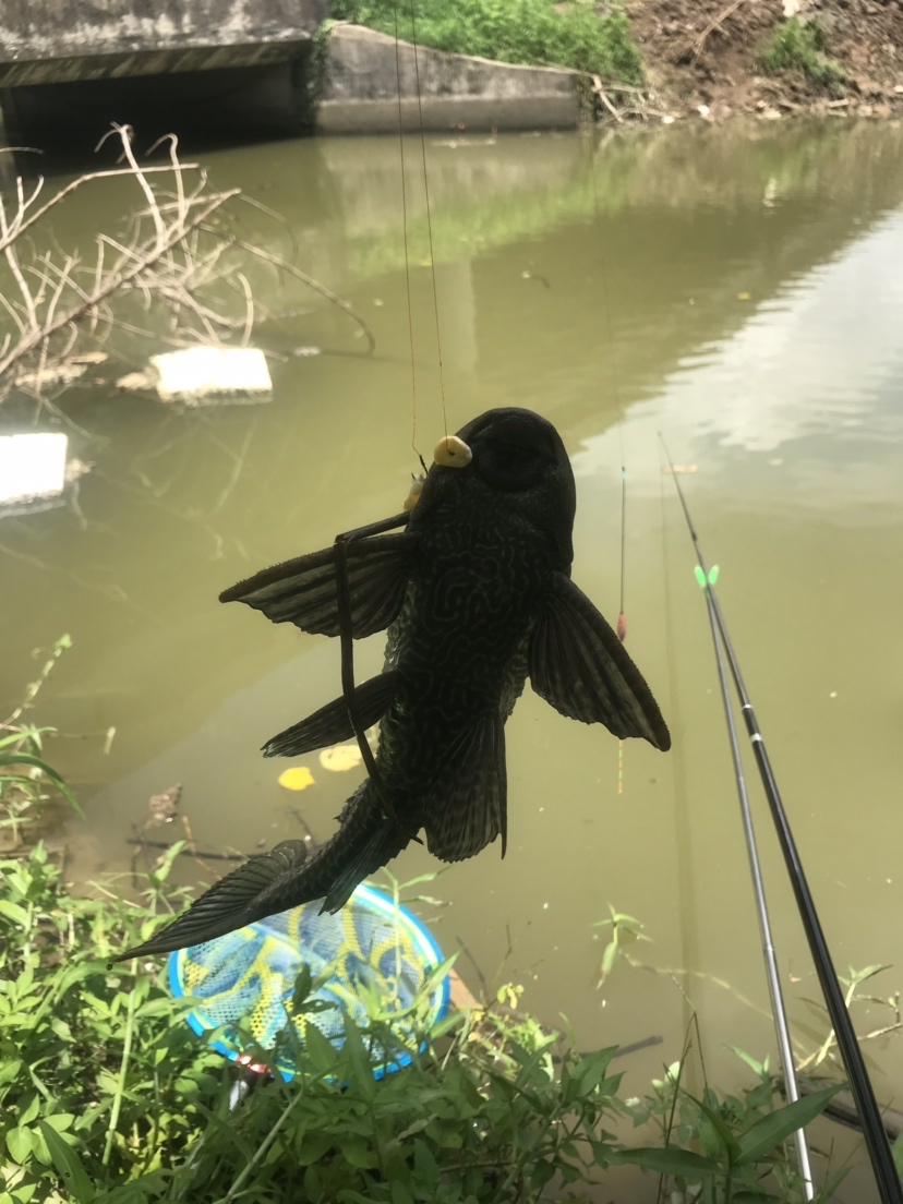 钓罗非防小罗非闹窝,钓罗非怎么避小罗非闹窝