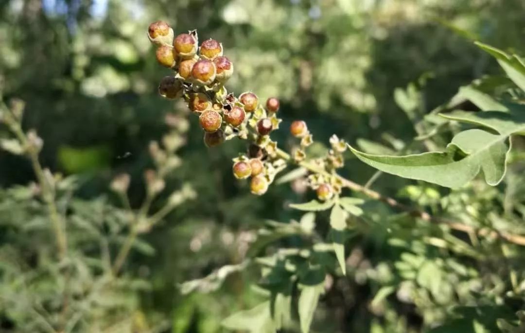 负荆请罪中的荆条,负荆请罪里的荆条