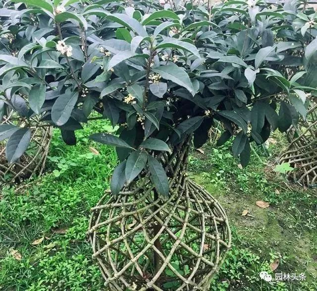 合适庭院种植的高颜值苗,合适院子种植的苗木