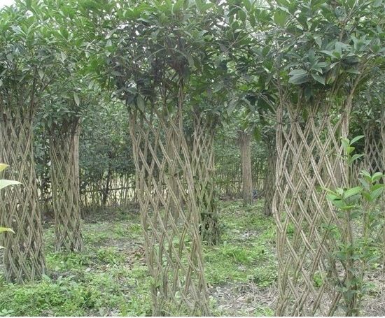 合适庭院种植的高颜值苗,合适院子种植的苗木