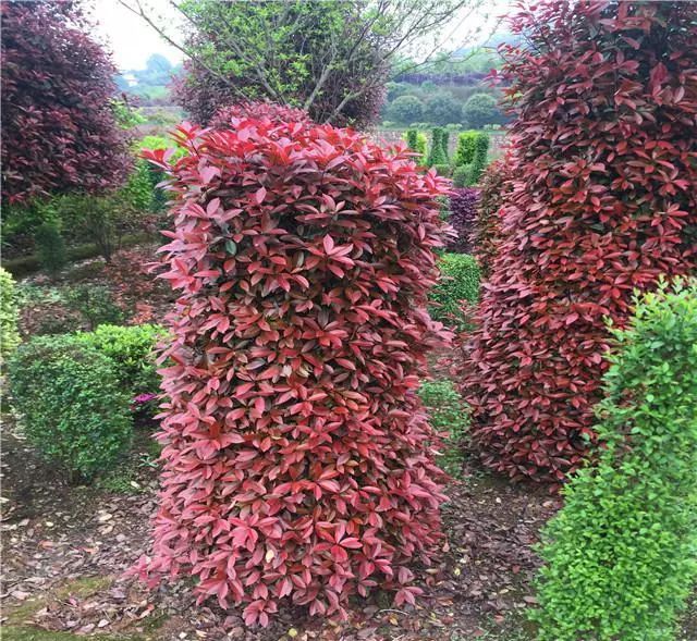 合适庭院种植的高颜值苗,合适院子种植的苗木