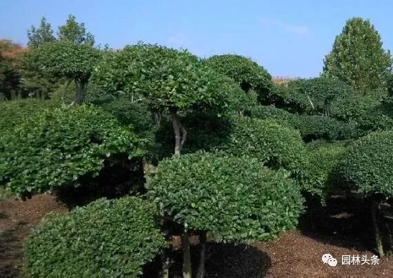 合适庭院种植的高颜值苗,合适院子种植的苗木