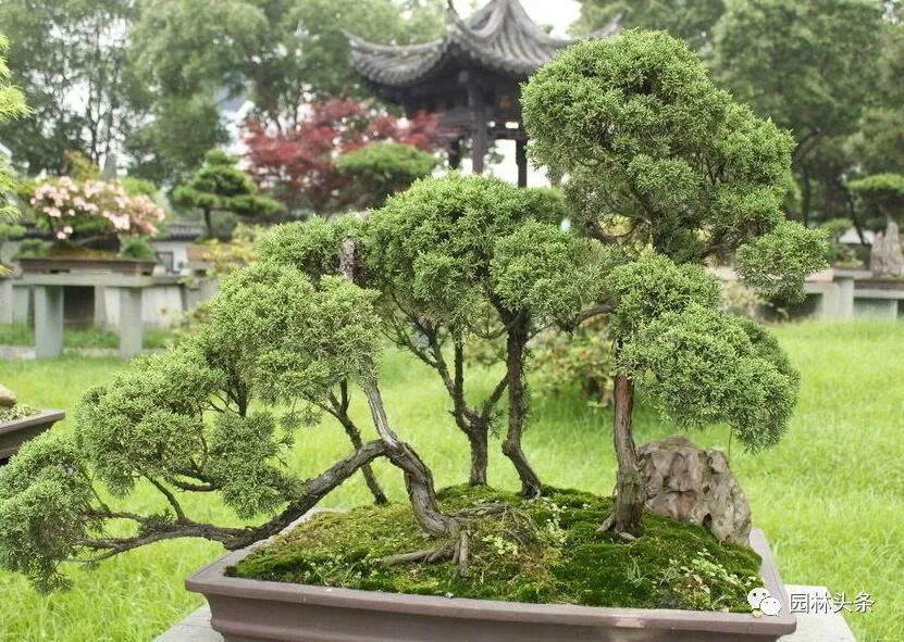 合适庭院种植的高颜值苗,合适院子种植的苗木