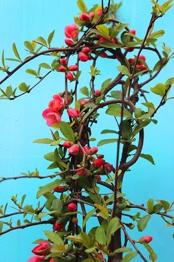 合适庭院种植的高颜值苗,合适院子种植的苗木