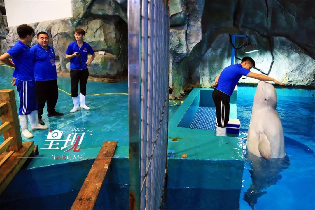 呈现|从海军战士到“海豚恋人”，人鱼相眷，恰似你的温柔……