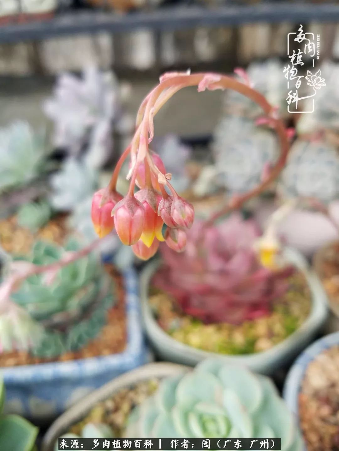 多肉粉色仙人球开花图片,开花最好看的多肉仙人球