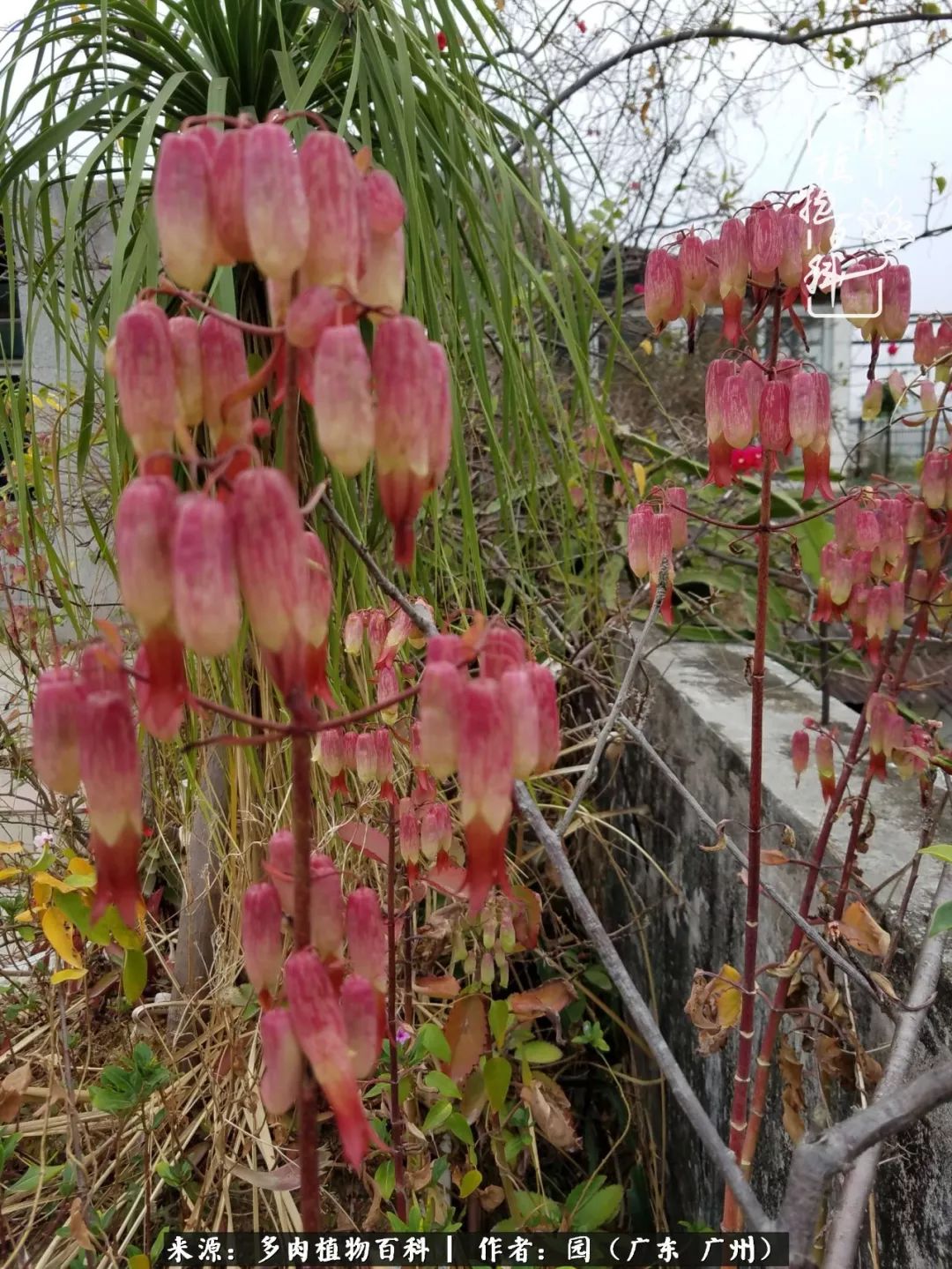 多肉粉色仙人球开花图片,开花最好看的多肉仙人球