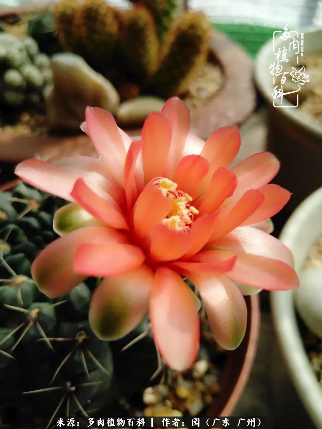 多肉粉色仙人球开花图片,开花最好看的多肉仙人球