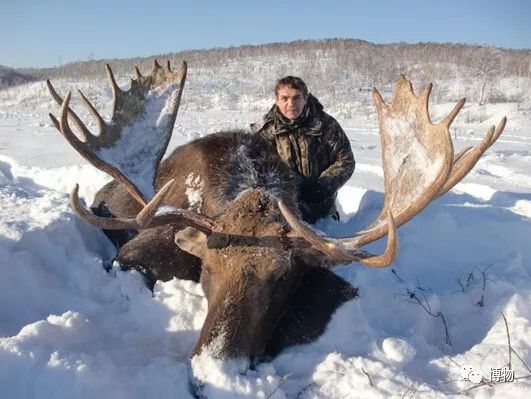 鹿角没有脱落之前有什么反应呢,鹿角自然脱落有血要处理吗