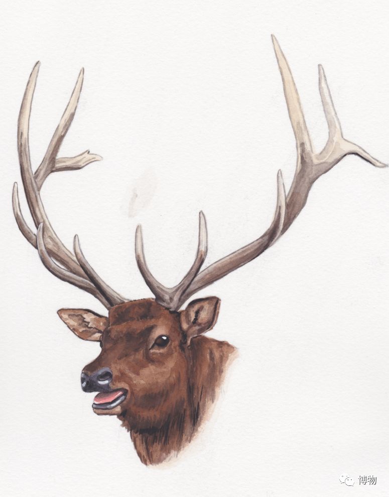 鹿角没有脱落之前有什么反应呢,鹿角自然脱落有血要处理吗