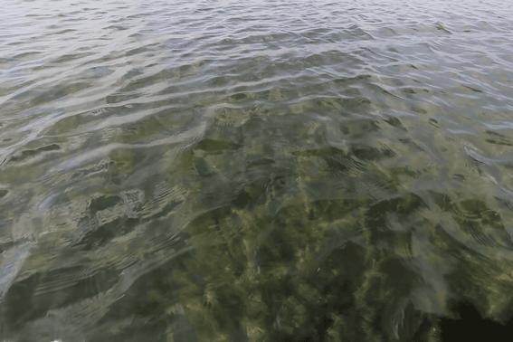 大闸蟹好的蟹黄口感怎么样,这大闸蟹真新鲜咬一口全是蟹黄