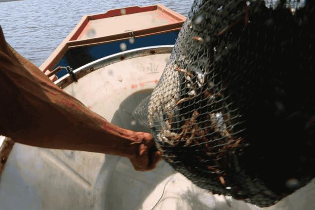 大闸蟹好的蟹黄口感怎么样,这大闸蟹真新鲜咬一口全是蟹黄