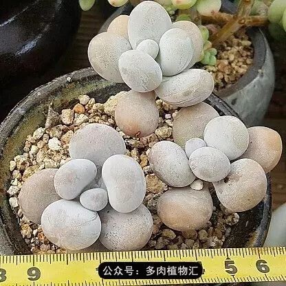 干奶酪怎么挑,奶酪如何挑选品牌