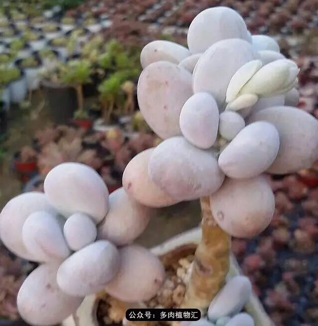 干奶酪怎么挑,奶酪如何挑选品牌