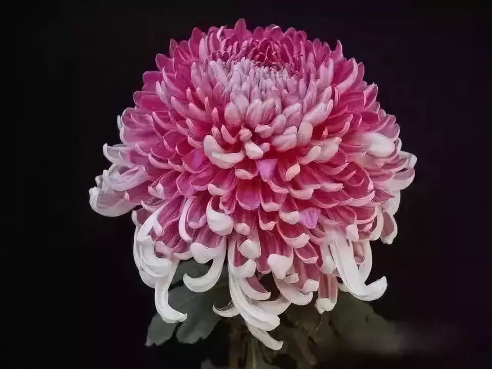 80种最美菊花高清图片,最具欣赏价值的菊花