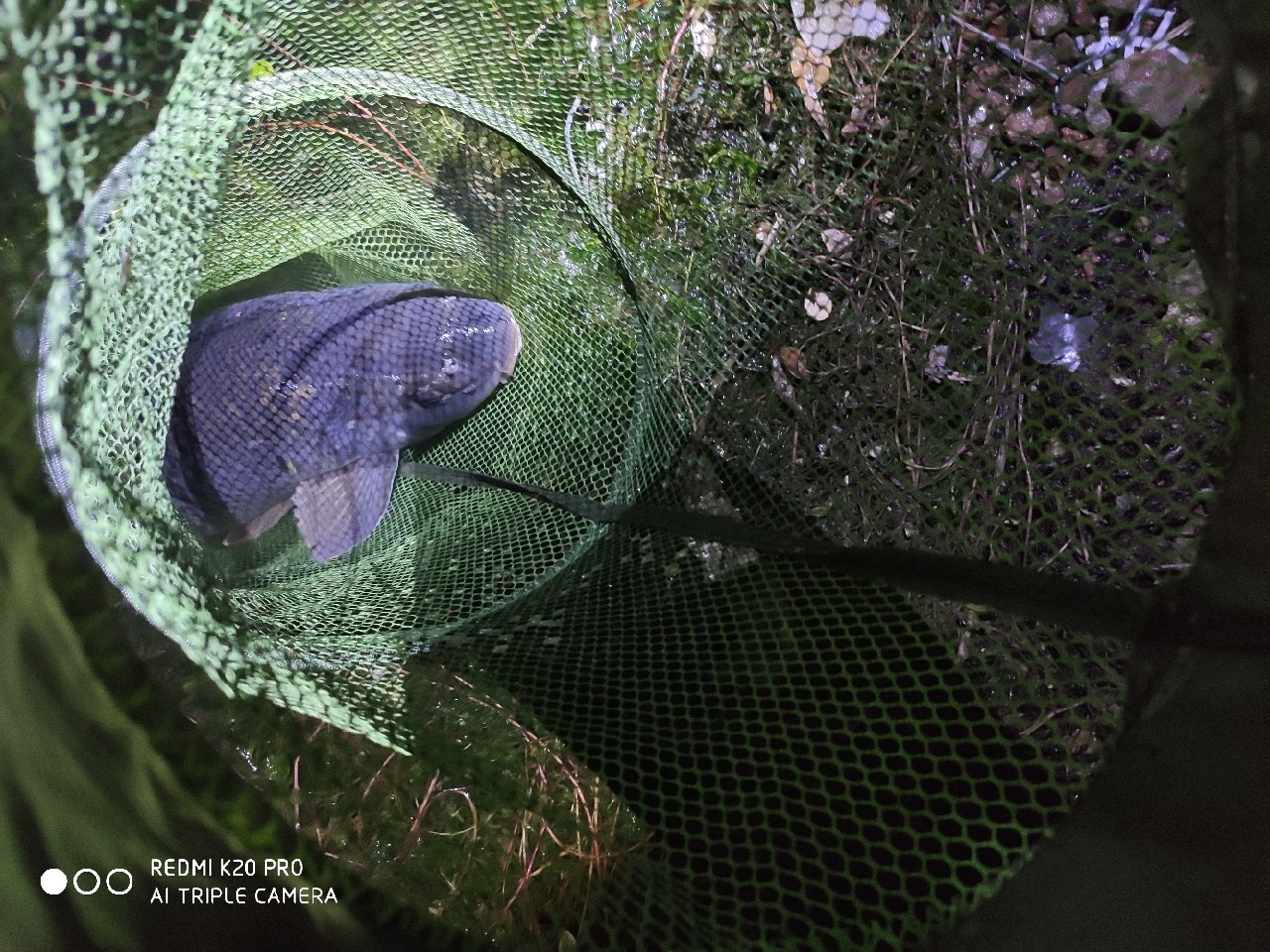 潮白河钓鱼饵料配方,潮白河鱼饵配方