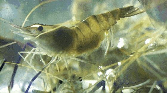 为了变成纯纯的*棍肉**，虾真是操碎了心