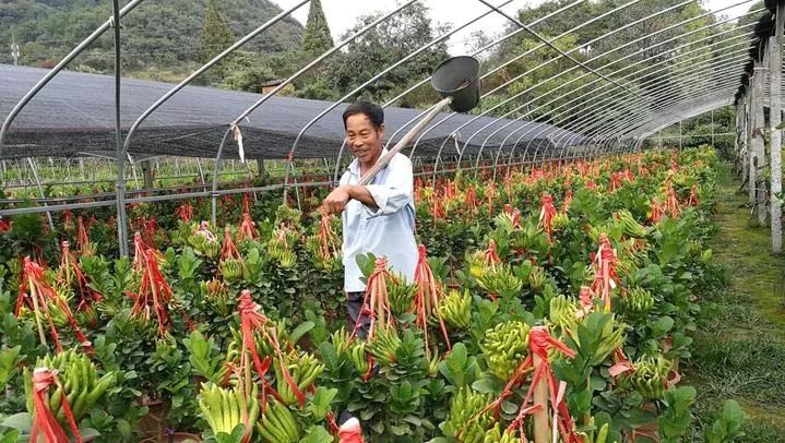 这个村成立的*党**小构成了产业振兴“智囊团”，为佛手的产销出谋划策！