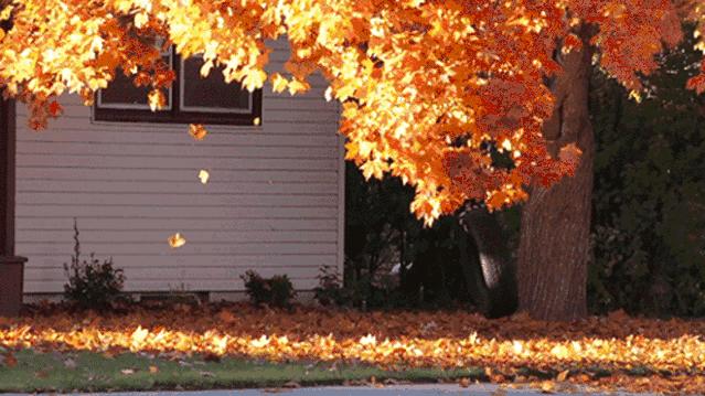 中国农民丰收节秋分节气同一天,二十四节气秋分也是农民丰收节