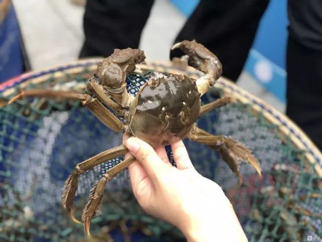 阳澄湖大闸蟹开捕价格,真正阳澄湖大闸蟹有多少产量