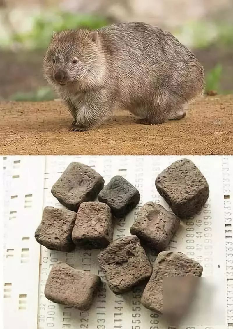 多吃披萨会怎么样,多吃pizza的好处