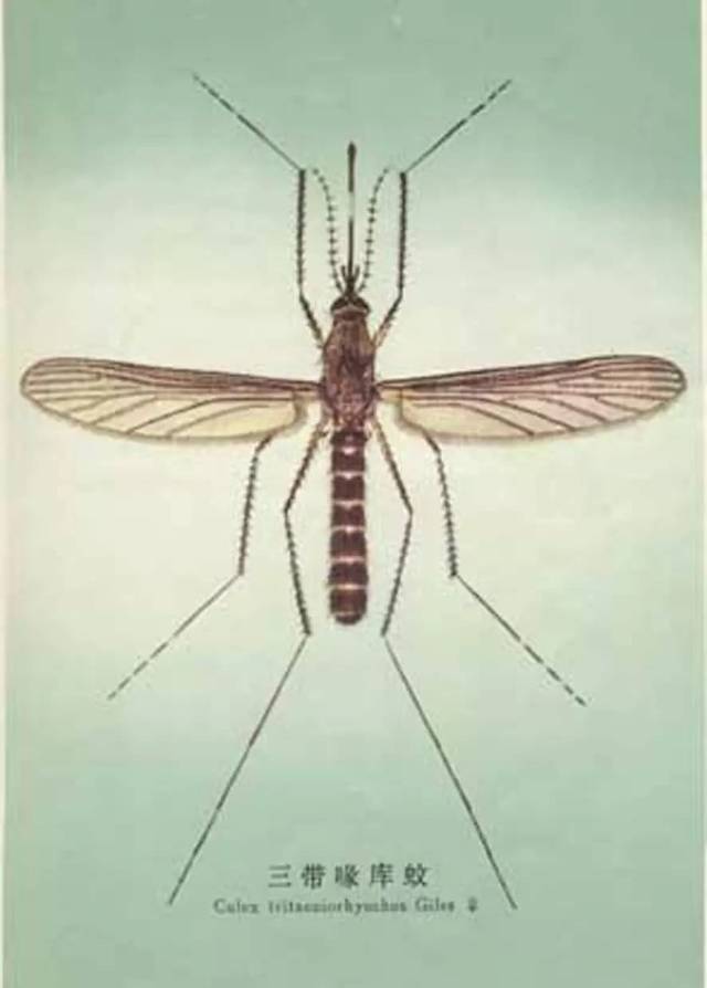 低毒室外灭蚊最有效的方法,最有效灭蚊的方法