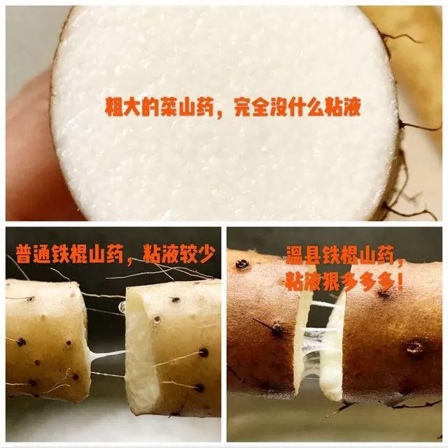 闪购|秋季滋补哪家强？当令食材之铁棍山药、板栗南瓜能够有