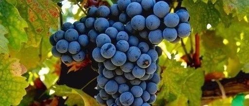 葡萄里含有哪些营养素,葡萄都有什么营养