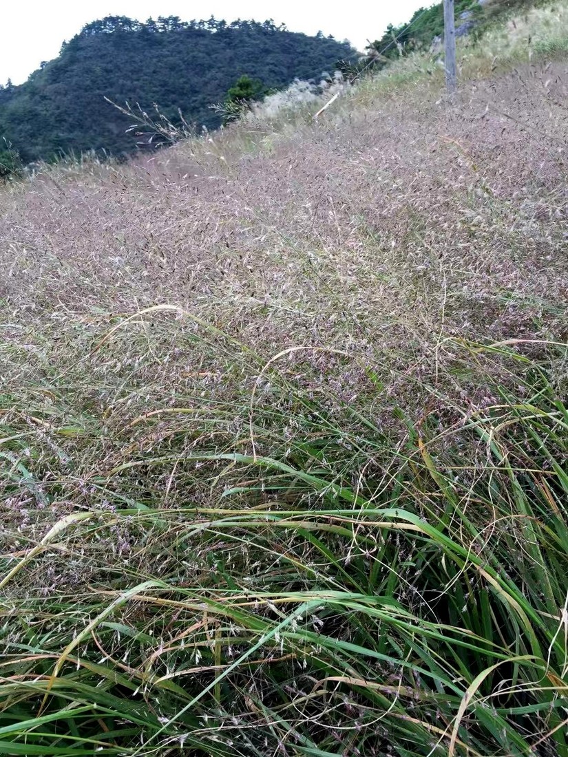 徽杭古道两天一晚来回徒步攻略,一日徽杭古道徒步攻略